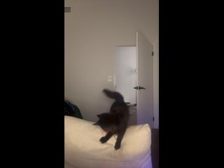 tiktok @brookedeighton 2025 12 15 22 07 51 1080p holiday dinner mp4